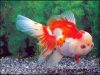 japones-white-red-oranda